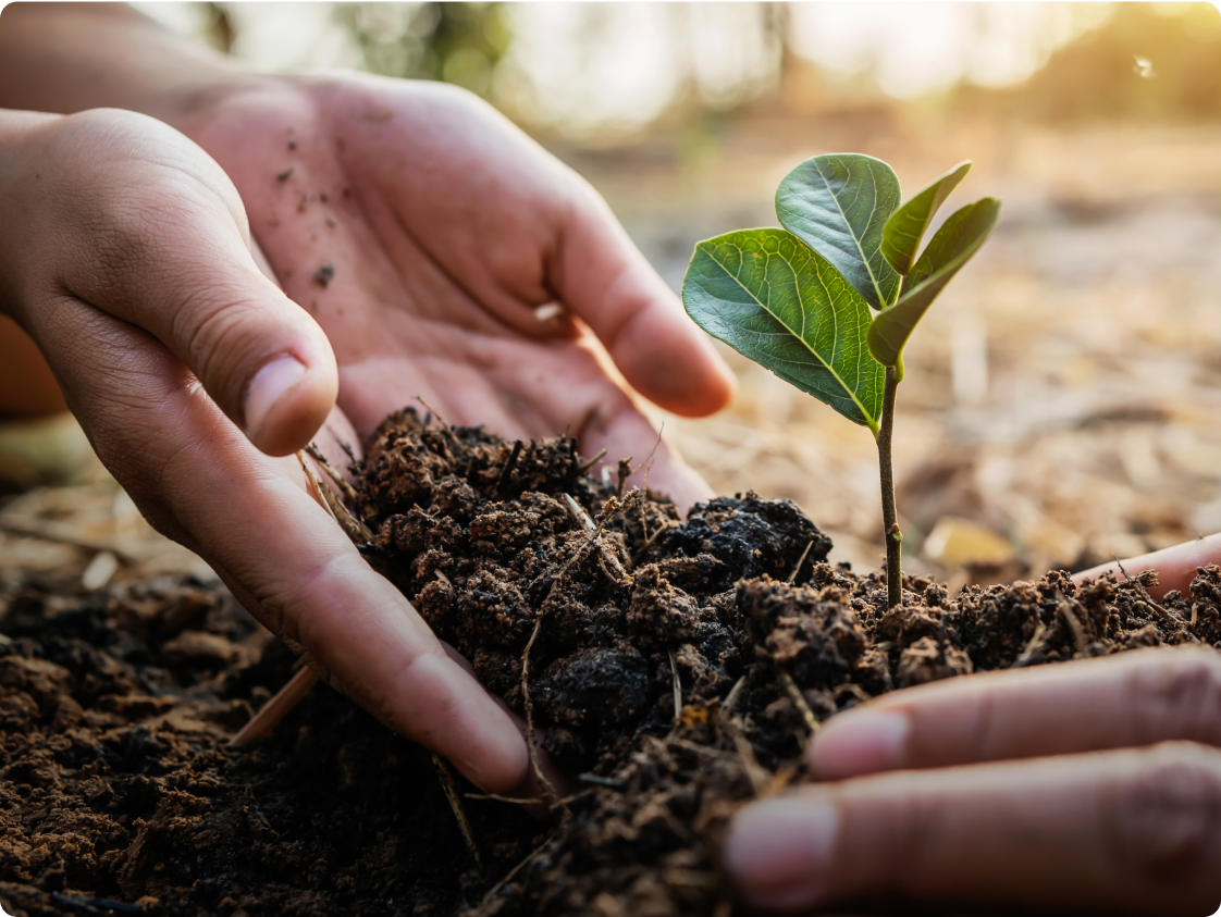 Carbon offset program - hands planting trees