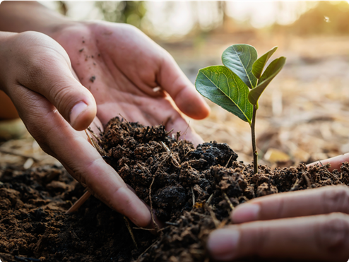 Carbon offset program - hands planting trees